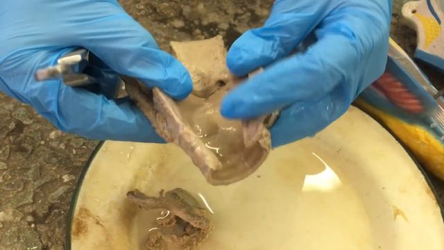 Дыхательная система. Гортань, топография, строение, мышцы. Трахея. смотреть онлайн