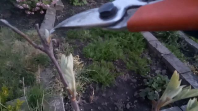 Гортензия дуболистная. Обрезка | Hydrangea Quercifolia. Pruning