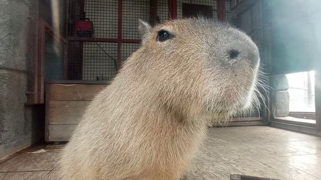 ?ГАЙД ПРО ПЕРВОАПРЕЛЬСКОЕ ОБНОВЛЕНИЕ DOORS ?? | ВСЕ НОВЫЕ МОБЫ? |#doors #aprilfools #roblox #lsplas