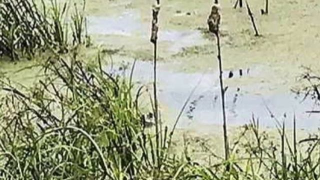 Не мог ни лаять, ни шевелиться: тонущего в болоте алабая спас иркутянин… смотреть онлайн