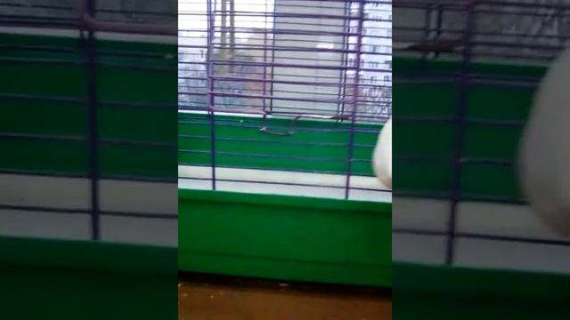 Как научить попугая купаться смотреть онлайн