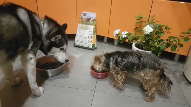 Сухой корм для собак холистик со свежим мясом утки индейки курицы Bellfor Gutshof Schmaus смотреть онлайн