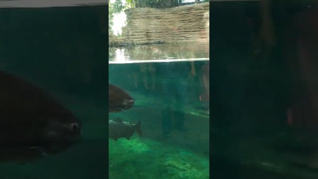 Варшавский зоопарк смотреть онлайн