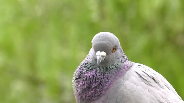 Расслабляющая музыка ? Успокойте свой разум ? Избавьтесь от внутренней ярости и печали смотреть онлайн