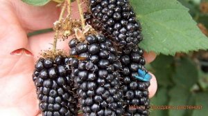 Ежевика обыкновенная Карака Блэк (karaka blek) ? обзор: как сажать, саженцы ежевики Карака Блэк