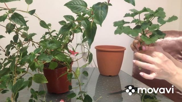 ОБРЕЗКА под ЗИМУ. Пеларгонии и фуксии. смотреть онлайн