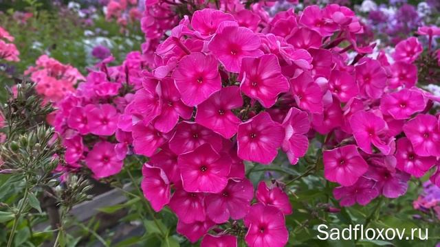 Роскошный флокс Автограф, селекции Г.А. Морозовой смотреть онлайн