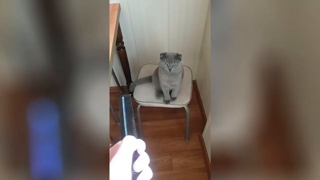 Кот и расческа смотреть онлайн