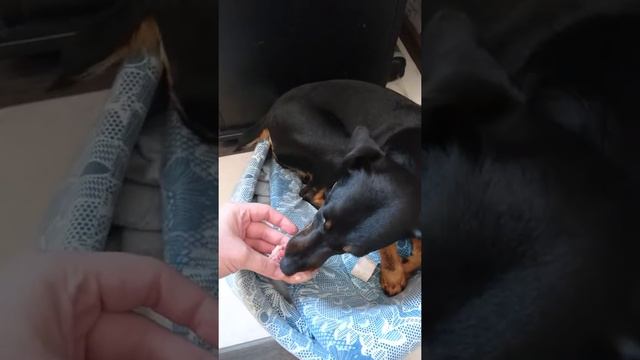 Ягдтерьер у которого нет пищевой агрессии это реально???? воспитание ягдтерьера смотреть онлайн