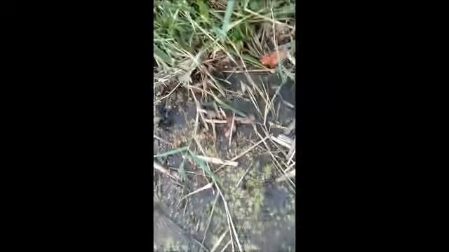 Поймал черепаху на удочку!!! смотреть онлайн