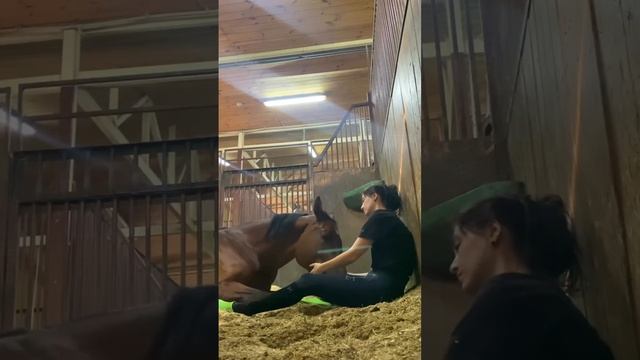 #лошади #конныйспорт #horse #лошадь #equestrian #любовь #любовькживотным #нежность #животные смотреть онлайн