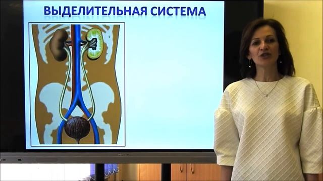 3 класс. Человек и мир. Органы пищеварения и выделения смотреть онлайн