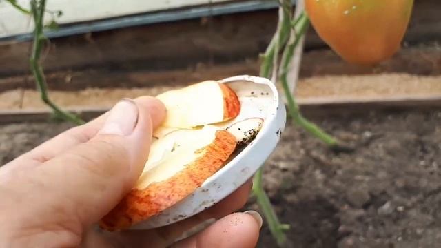 Как ускорить созревание перцев и томатов? смотреть онлайн