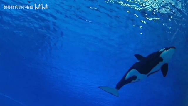 Chimelong Spaceship Underwater Viewing смотреть онлайн