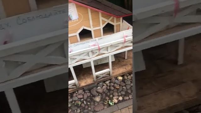 В Зеленоградске умирают кошки