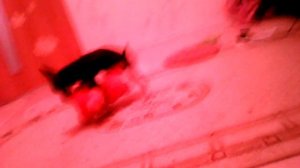 Собака трахает лису