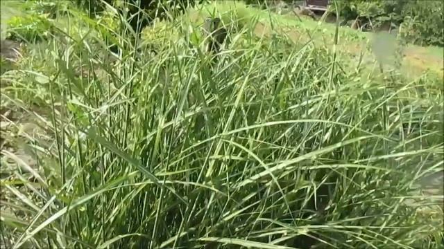 Мискантус Зебринус смотреть онлайн