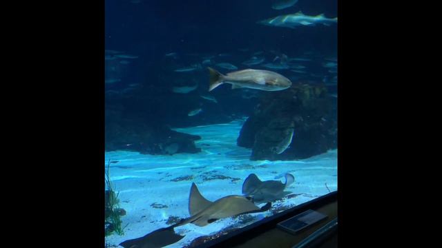 Океанариум Барселона смотреть онлайн