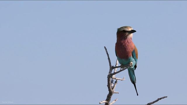 African Safari 4K - Wonderful Wildlife Of African Savanna | Terra Vibes Film