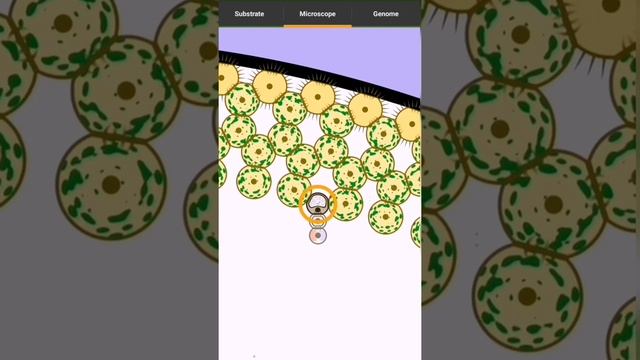 Symphony Of Bees - Cell Lab [Final step: inserting the bees] смотреть онлайн