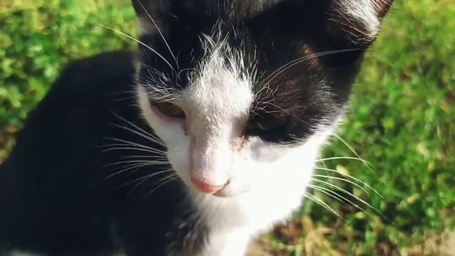 Кто сказал мяу? смотреть онлайн