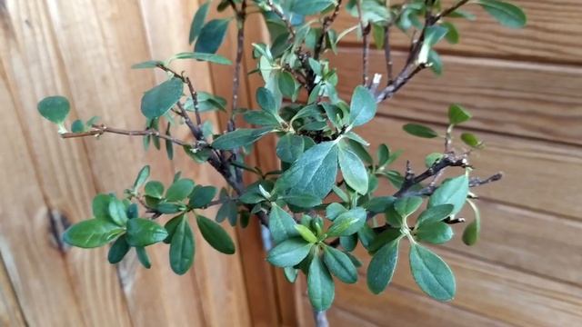 АЗАЛИЯ ПОСЛЕ ОБРЕЗКИ КРОНЫ спустя месяц смотреть онлайн