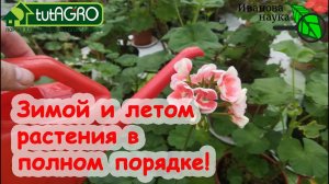 БИОАКТИВАЦИЯ ПОЧВЫ. Даже СТАРЫЕ растения в горшках и кадках ЗАПЫХТЯТ КАК МОЛОДЫЕ! Без мошек!