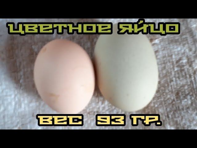 цыплята в курятнике. цветное яйцо весом 93 г. смотреть онлайн