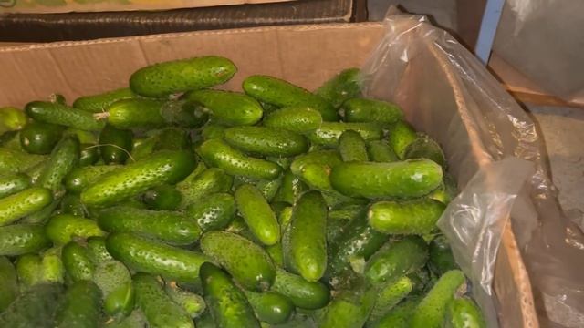 16.11.23 последние сборы огурца. Подчинили нашу 1 теплицу. Конец второму сезону.???? смотреть онлайн