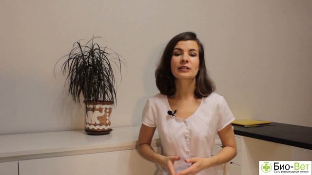 Сколько живут волнистые попугаи ?// Сеть Ветклиник Био-Вет смотреть онлайн