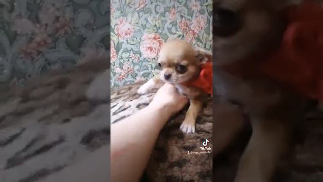 Девочка АХ Мини чихуахуа смотреть онлайн