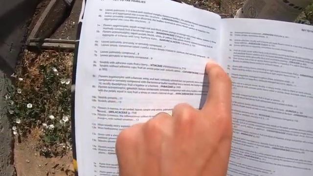 Convolvulus arvensis (bindweed) смотреть онлайн