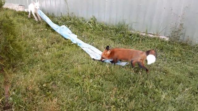 ЛисЯша и Дуся делят покрывало смотреть онлайн