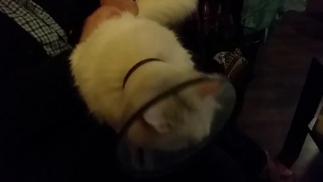 Metal Cat Headbangs смотреть онлайн