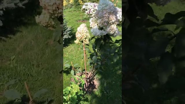 Обрезка Метельчатой Гортензии смотреть онлайн