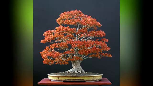 Acer bonsai(Acer palmatum) [Mr Plash] смотреть онлайн