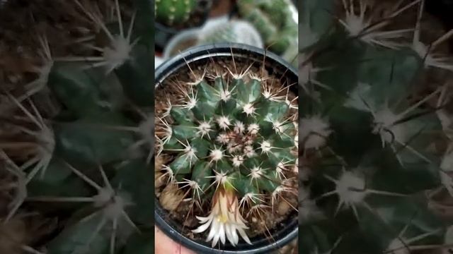 Зацвел кактус купленный этой зимой в Ашане. смотреть онлайн