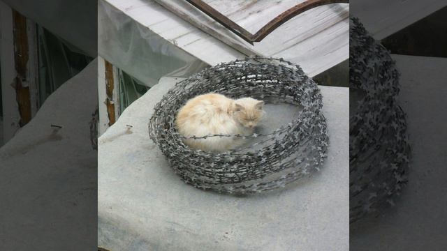 уличная жизнь смотреть онлайн