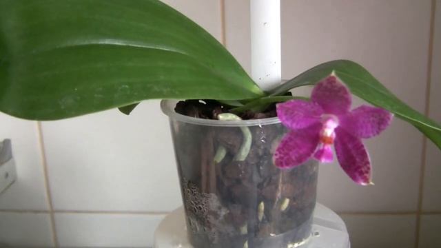 Цветение гигантейного гибрида Phal. Gigantea х Singher Purelove.