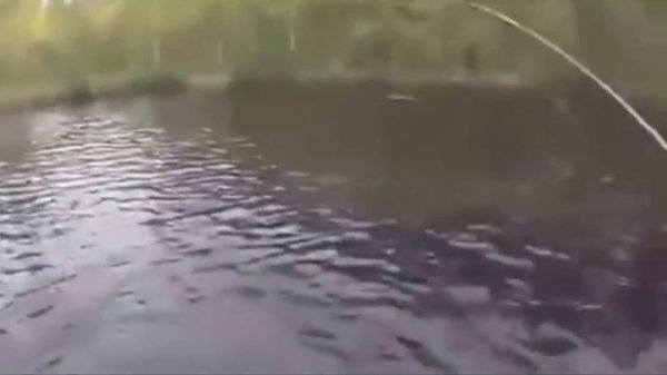 Рукожоп года