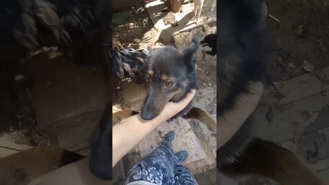 Часть 5. Жизнь приюта "Хатико" гор. Усть-Илимск Иркутская область смотреть онлайн