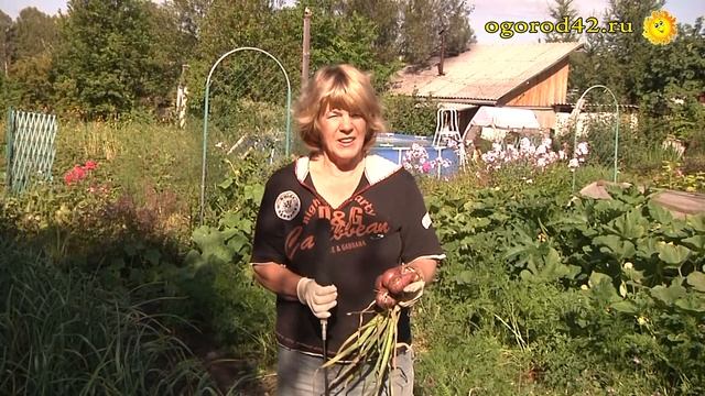 Как плести луковую косу? смотреть онлайн