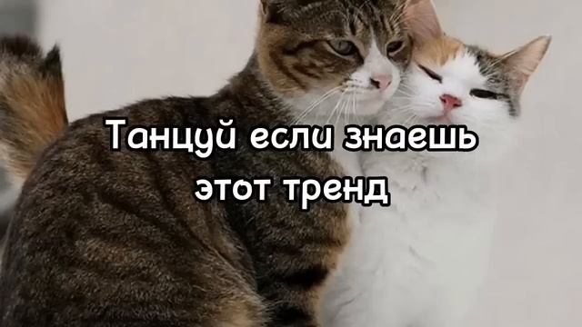 Танцуй если знаешь этот тренд 2023 | Лучшие Тренды ТикТока ? смотреть онлайн