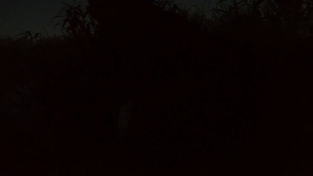 ловля сома с берега трофейного смотреть онлайн