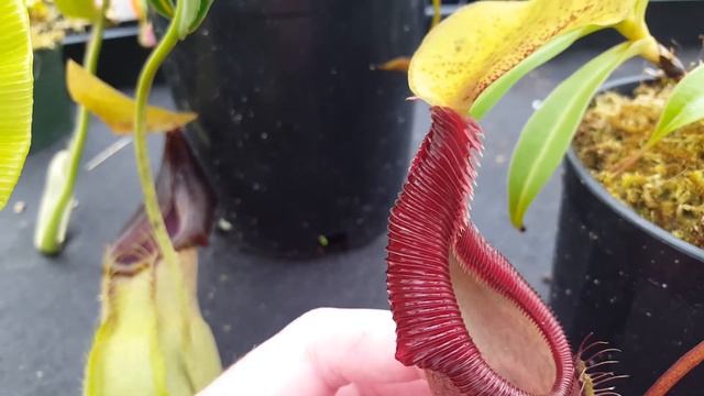 Hybrid Highlight: Nepenthes Spathulata X Singalana