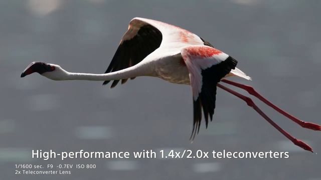 Sony | Lens | FE 600mm F4 GM OSS | Product Feature смотреть онлайн