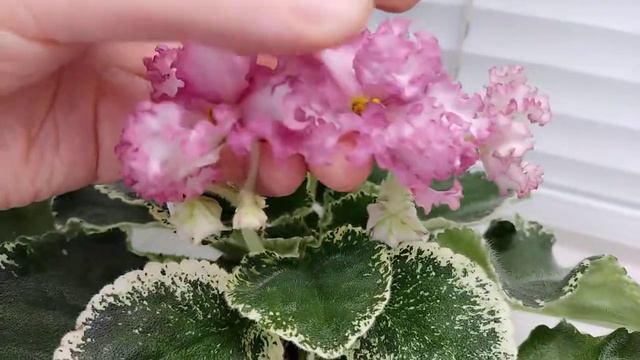 Фиалка ЛЕ-Изящный Век смотреть онлайн