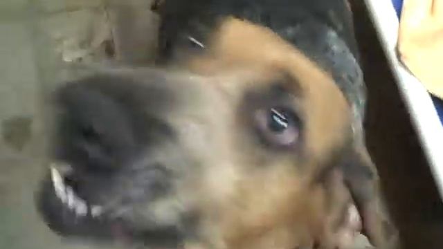 Adopt Miss Maggie! Homeward Pet Adoption Center смотреть онлайн