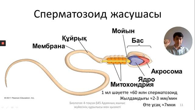 45. Адамның жыныс жүйесінің құрылысы мен қызметі. 9-сынып. Биология смотреть онлайн