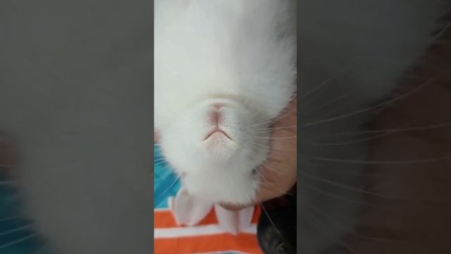 #rabbits || innocent|| sleeping ? смотреть онлайн